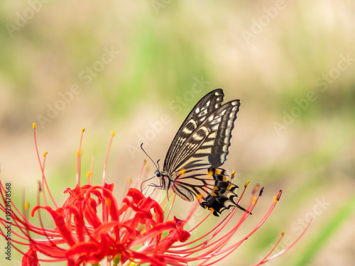 Photos Swallowtail butterfly and lycoris