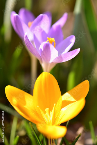 Lilac and yellow crocuses in early spring. Close-up. Selective focus.
