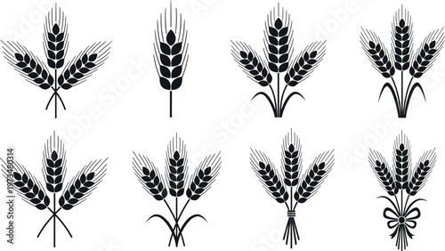 Wheat ears silhouette collection with barley and grain bundles, agricultural harvest symbols set, black vector illustration isolated for farming, food production and organic design