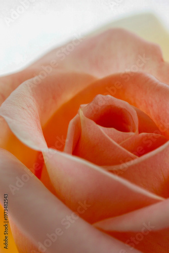A close-up shot of a beautiful pink rose on a white background, perfect for floral or beauty related uses vertical frame