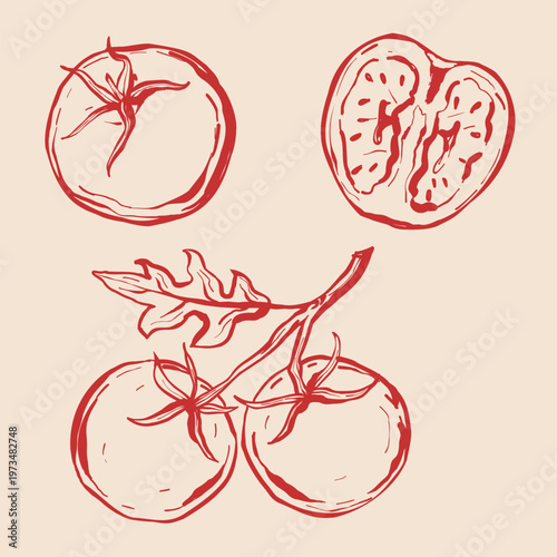 Monochrome tomatoes vector line art . Whole and half of garden vegetables realistic graphic sketch illustration. Food ingredients for recipes, cooking book, menu.