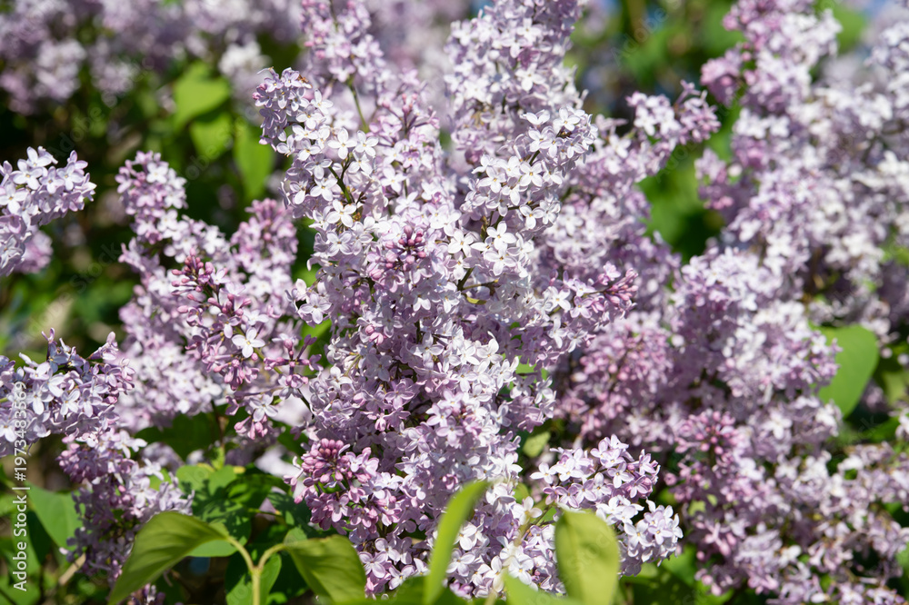 Fototapeta premium beautiful blossoming lilac at sunny spring day