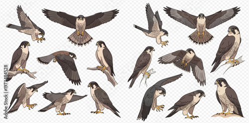 Set of peregrine falcons in various poses, showcasing their majestic flight and predatory nature.