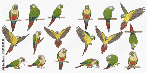 Collection of green-cheeked conure parrots in various poses, isolated on transparent background, detailed vector illustration.