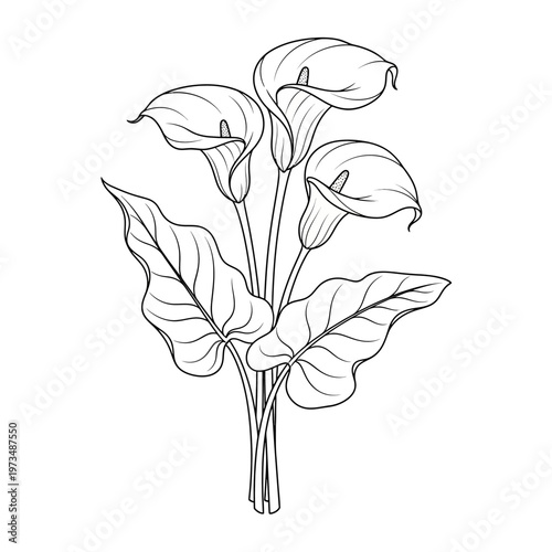 Line art calla lily flower