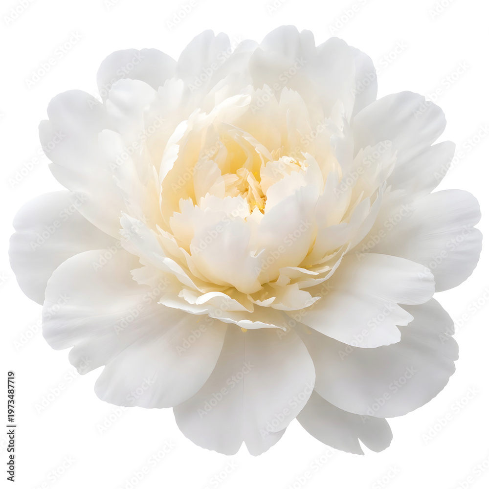 Fototapeta premium White peony flower isolated on white background, delicate bloom close up