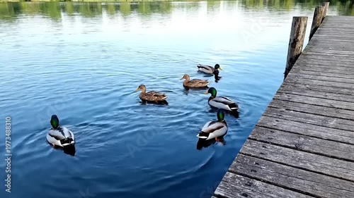 Ducks Swimming Near Wooden Dock on Lake.