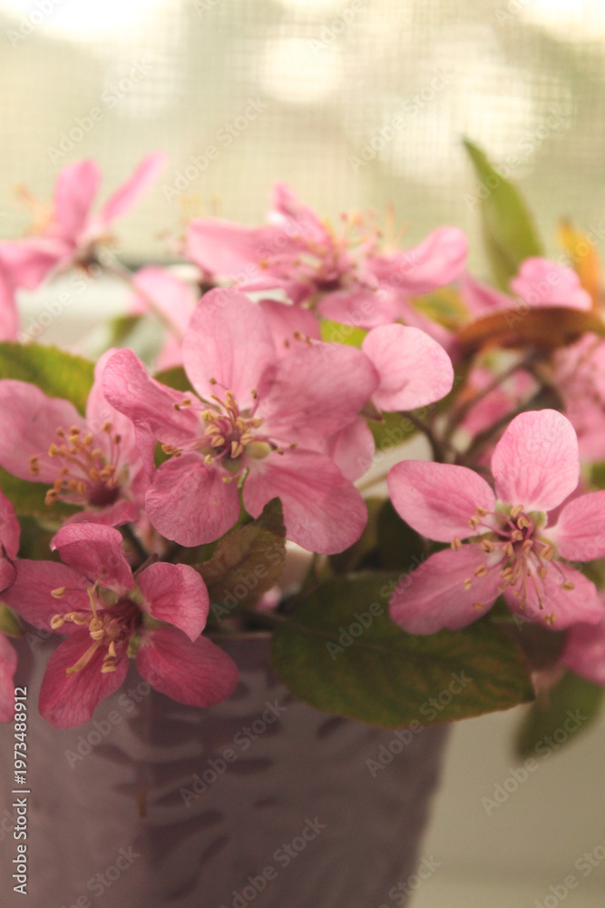 Obraz premium pink cherry blossom