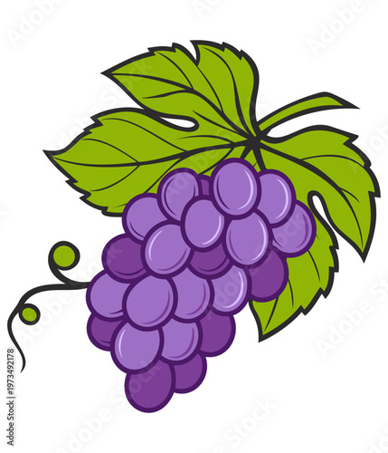 Purple grape bunch with large leaf isolated on white