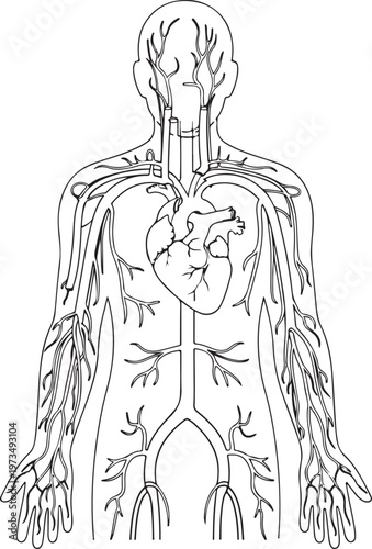 Line Art of the human circulatory system in the upper body