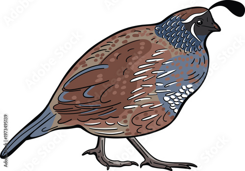 Vector illustration of a quail bird