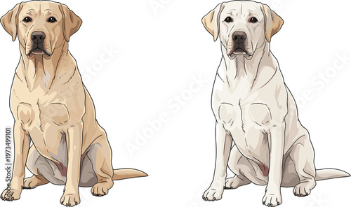 Labrador Dog Vector Set Featuring Yellow and White Labradors Sitting for Animal, Pet, and Dog Breed Illustrations