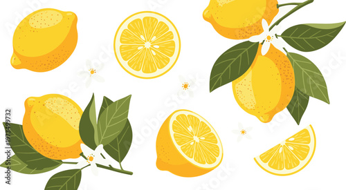 Lemon Vector Set Featuring Fresh Lemons, Slices, and Leaves with Floral Accents for Citrus, Fresh Produce, and Nature Illustration