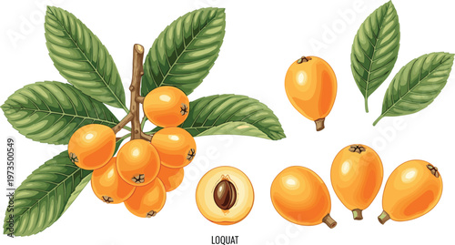 Loquat Fruit Illustration Set with Branch, Leaves, and Sliced Fruits for Healthy Food, Nature, and Organic Designs, Vector Art for Digital and Print Projects