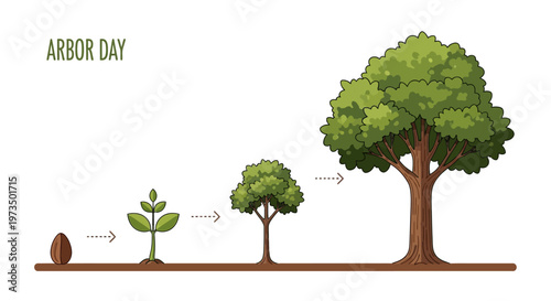 Tree growth stages from seedling to maturity. Vector Illustrations. EPS Editable