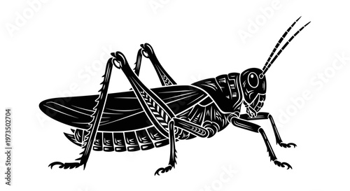 Black Cricket Insect Illustration.