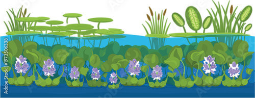 Freshwater ecosystem with water hyacinth and aquatic plants showing layered pond vegetation biodiversity and natural habitat cross section vector illustration