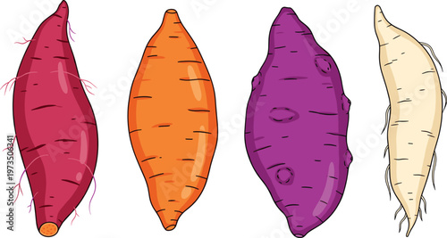 Sweet Potato Vector Set with Different Colors and Varieties Including Purple, Orange, and White Sweet Potatoes Isolated on White Background