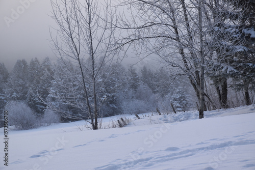 Frost on a cold morning, Sainte-Apolline, Québec, Canada