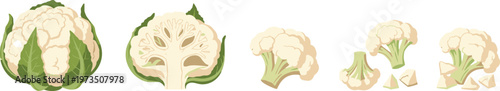Cauliflower Vector Set with Whole, Sliced, and Chopped Cauliflower for Healthy Cooking and Organic Farming Designs