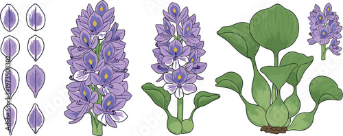 Water hyacinth botanical illustration with purple flowers leaves and plant parts isolated in detailed flat vector style for aquatic flora design
