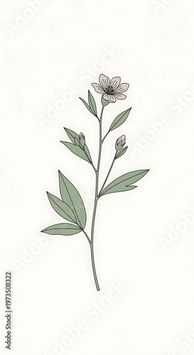 Botanical illustration of a single flower.