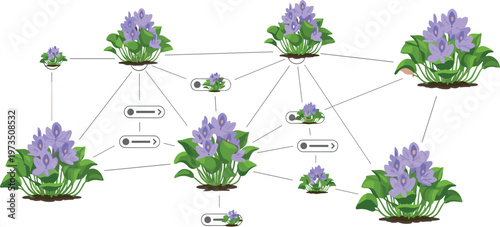 Water hyacinth propagation network diagram showing plant reproduction spread and connectivity of aquatic vegetation clusters ecological growth system vector illustration