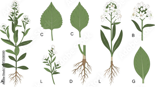 Water hyacinth radial growth formation showing circular expansion of floating aquatic plants from central origin in freshwater ecosystem vector illustration