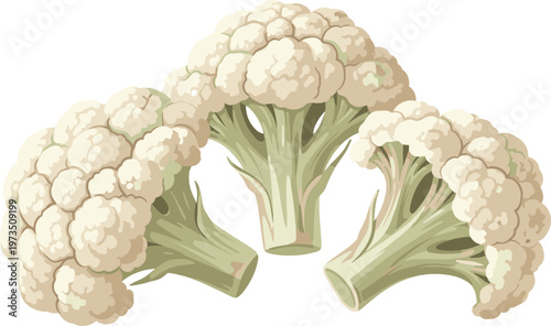 Fresh Cauliflower Vector Illustration Set with Realistic Organic Vegetables Isolated on White Background for Healthy Cooking and Nutrition Design