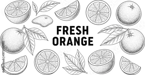 Vintage fresh orange engraving vector composition. Hand drawn citrus fruits with slices, leaves and typography. Botanical monochrome illustration for packaging and branding design.