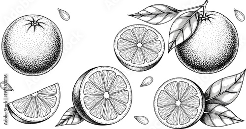 Vintage orange fruit engraving vector set. Hand drawn citrus oranges with slices and leaves. Botanical monochrome illustration for packaging and healthy food design.
