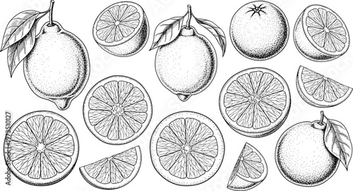 Vintage lemon and citrus engraving vector set. Hand drawn lemons, oranges and slices with leaves. Botanical monochrome illustration for packaging and fresh food design.