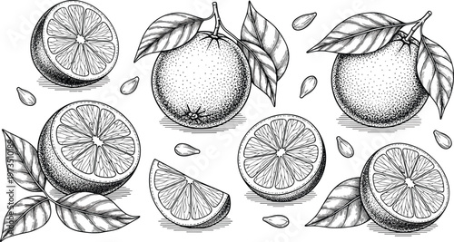 Vintage citrus fruit engraving vector set. Hand drawn oranges with slices and leaves. Botanical monochrome illustration for juice packaging and natural food design.