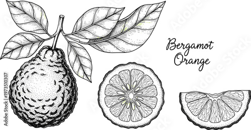 Vintage bergamot orange engraving vector set. Hand drawn citrus fruit with leaves and slices. Botanical illustration in monochrome style for packaging and herbal design.