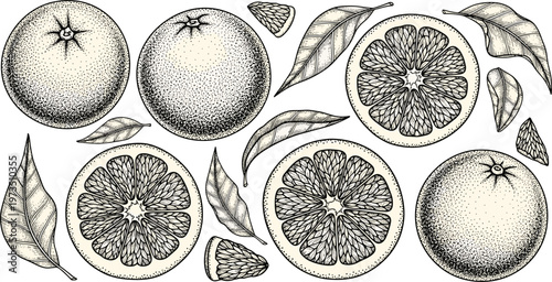 Vintage orange engraving vector set. Hand drawn citrus fruits with slices and leaves. Botanical monochrome illustration for juice packaging and food design.
