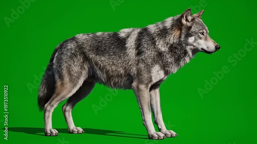 Majestic grey wolf stands isolated on a vibrant green background, showcasing its powerful presence and intricate fur details, ideal for compositing and wildlife studies
