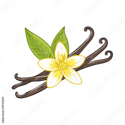 Aromatic Vanilla Flower and Dried Pods with Green Leaves Illustration for Flavor and Fragrance