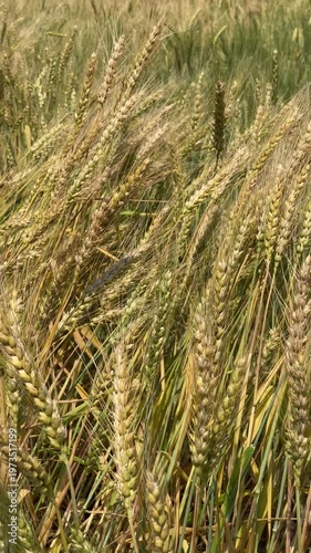 Golden Wheat field waving in the wind. 4k video