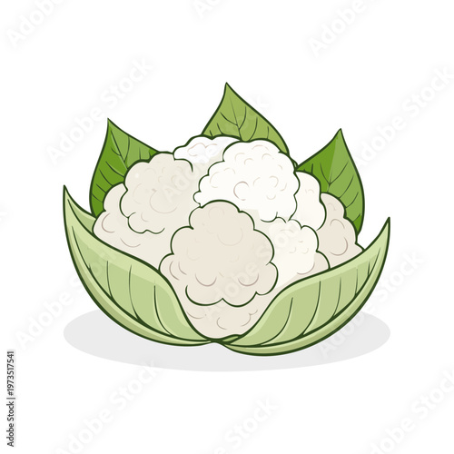 Fresh Cauliflower Vegetable Illustration with Green Leaves Healthy Food Ingredient