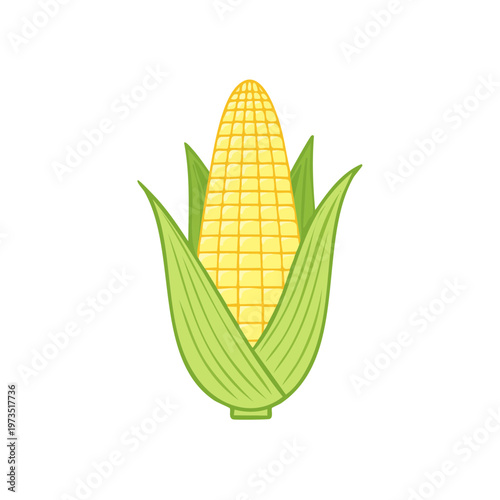 Fresh Golden Corn on the Cob with Green Husk Isolated on White Background