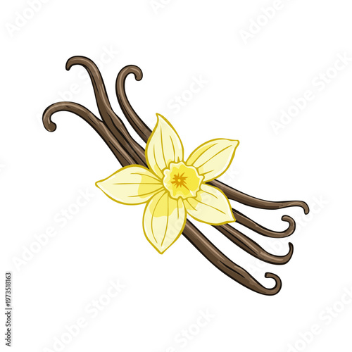 Vanilla Beans and Orchid Flower Illustration for Flavor and Aromatic Ingredient