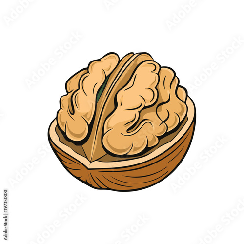 Detailed illustration of a halved walnut showing its brain-like kernels