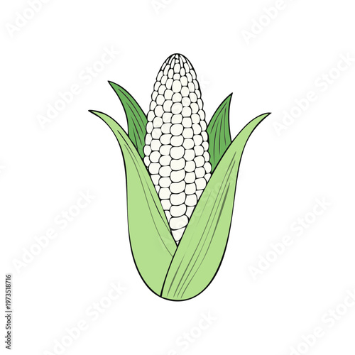 Fresh white corn cob illustration with green husks and leaves simple vector art