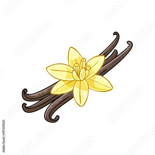 Illustration of a delicate vanilla flower with dried vanilla beans isolated on white