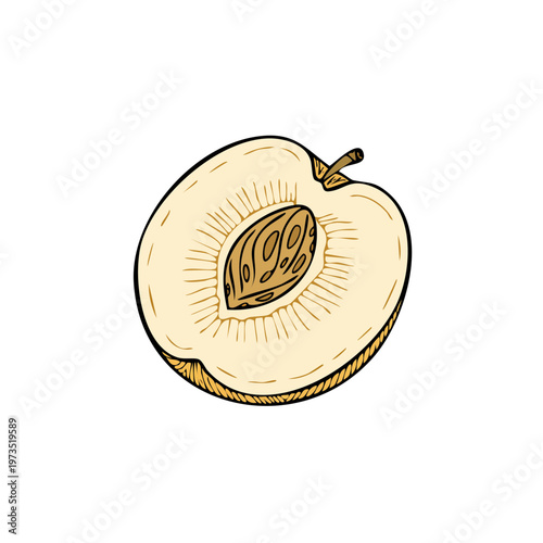 Hand drawn cross section of a ripe peach showing the pit and juicy flesh with textured detail