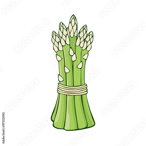 Buncho fresh green asparagus spears tied with twine on a white background