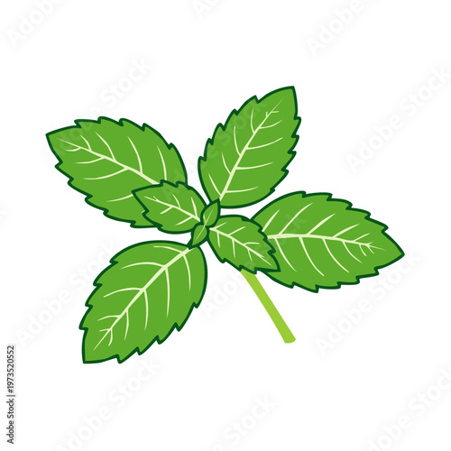 Green fresh basil leaves with stem, simple flat illustration