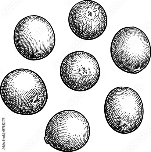 Cranberry sprig with berries and leaves. Isolated ink sketch. Hand-drawn vintage engraving illustration.