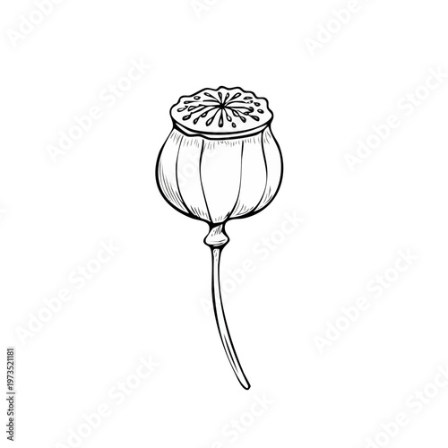 Hand Drawn Botanical Illustration of a Single Poppy Seed Pod on a Stem
