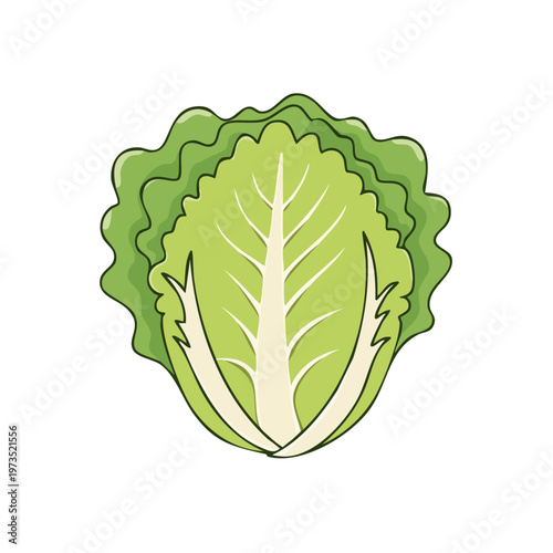 Fresh green lettuce head with crisp leaves and natural texture